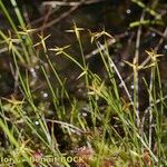 Carex pauciflora Hábito