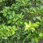 Ulmus parvifolia Fulla