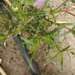 Phlox diffusa Leaf