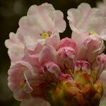 Rhododendron × geraldii Flower