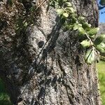 Quercus chrysolepis Kabuk