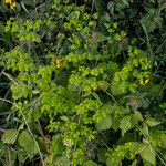 Euphorbia stricta Blomma