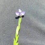 Polygala vulgarisBlomma