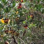 Arbutus unedoFruit