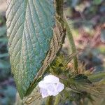 Galeopsis tetrahit Hoja