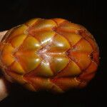 Raphia textilis Fruto
