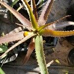 Aloe lateritia पत्ता