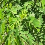 Cassia obtusifolia Leaf