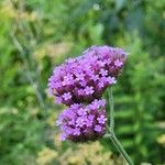 Verbena bonariensisFlor