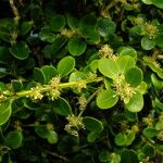 Buxus microphylla Flor