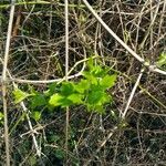 Clematis vitalba Leaf