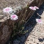 Crepis rubra Flower