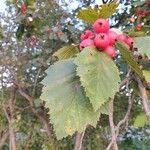 Crataegus persimilis Frunză