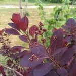 Cotinus coggygriaЛисток