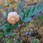 Rubus chamaemorus Fruit