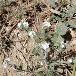 Cryptantha clevelandii Flor