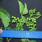 Cissus microcarpa Other