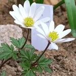Anemonoides blanda Flors