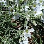 Cerastium tomentosum Flower