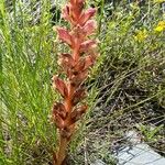 Orobanche alba Libunga
