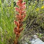 Orobanche alba Habitus