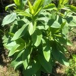 Solidago speciosa Leaf