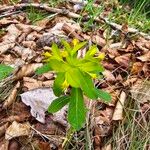 Euphorbia carniolica Folha