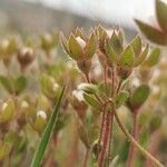 Androsace maxima Likasa