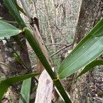 Flagellaria indica Leaf