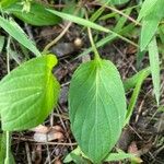 Viola lanceolata List