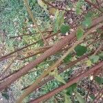 Lavatera bryoniifolia Corteccia