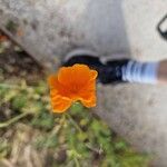 Eschscholzia caespitosa Flower