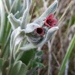 Cynoglossum cheirifolium Floro