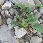 Xanthium orientale Fruit