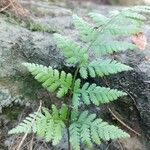 Dryopteris carthusiana برگ