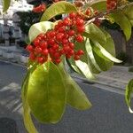 Ilex rotunda Fruit