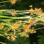 Rhynchospora holoschoenoides Habit