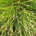 Isolepis cernua Blad