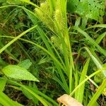 Carex comosa Flor