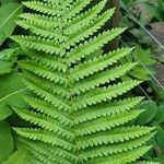 Osmundastrum cinnamomeum Leaf