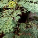 Vachellia collinsii Yaprak