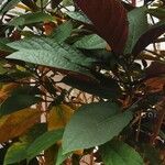 Clerodendrum quadriloculare Hoja