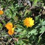 Calendula suffruticosa Квітка