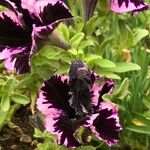 Petunia x atkinsiana പുഷ്പം