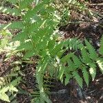 Dryopteris goldieana Leaf