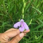 Dianthera laevilinguis Λουλούδι