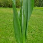 Colchicum autumnale Blatt