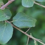 Flacourtia indica Blatt