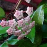 Hoya carnosa Flor