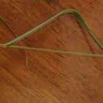 Enneapogon cenchroides Folha